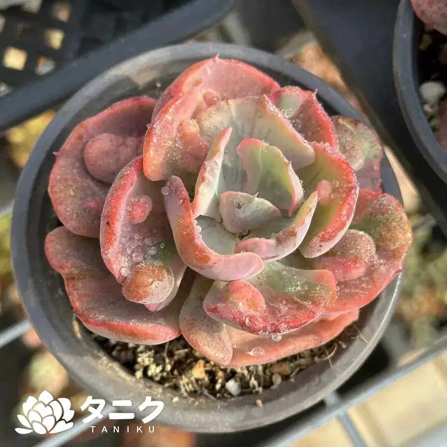 12036.webp エケベリア・ウテキ錦 - 画像 (1)