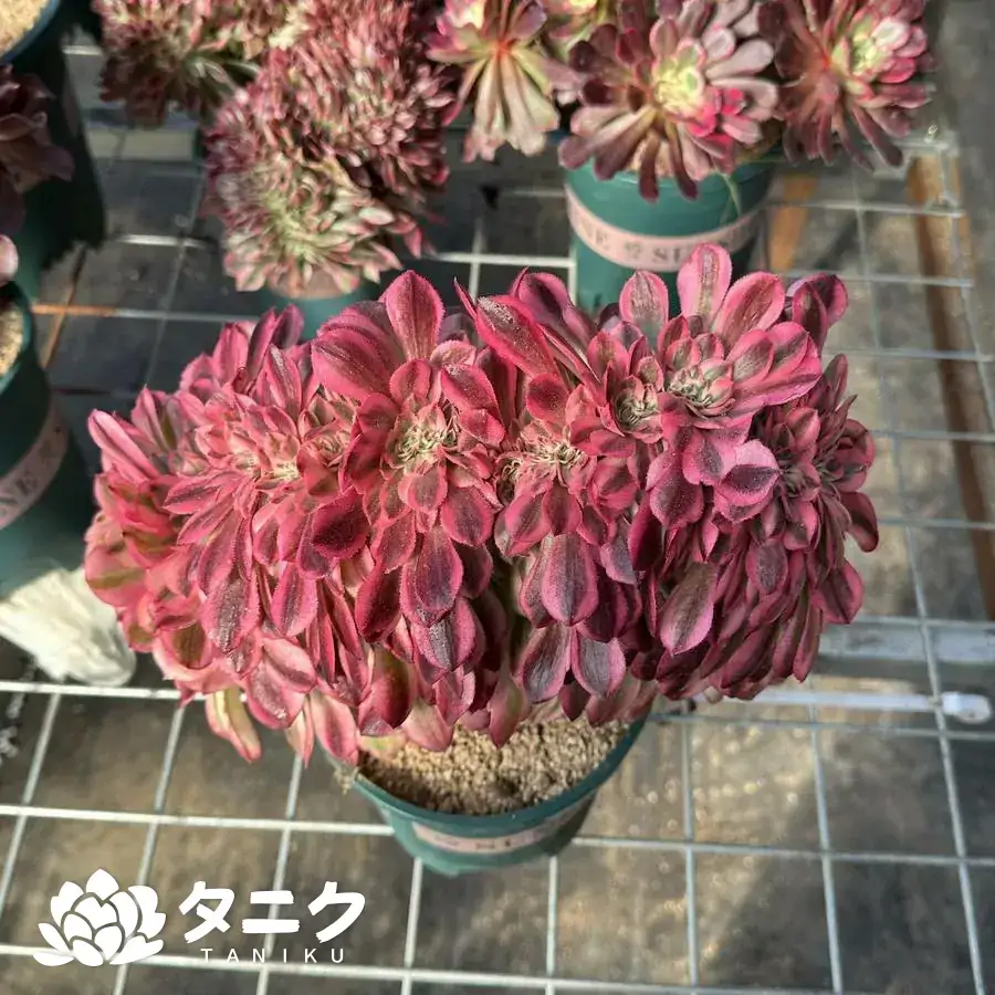 12046.webp アエオニウム・ケイセイ綴化 - 画像 (1)