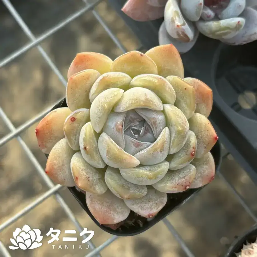 1207.webp ストロベリースムージー - 画像 (1)