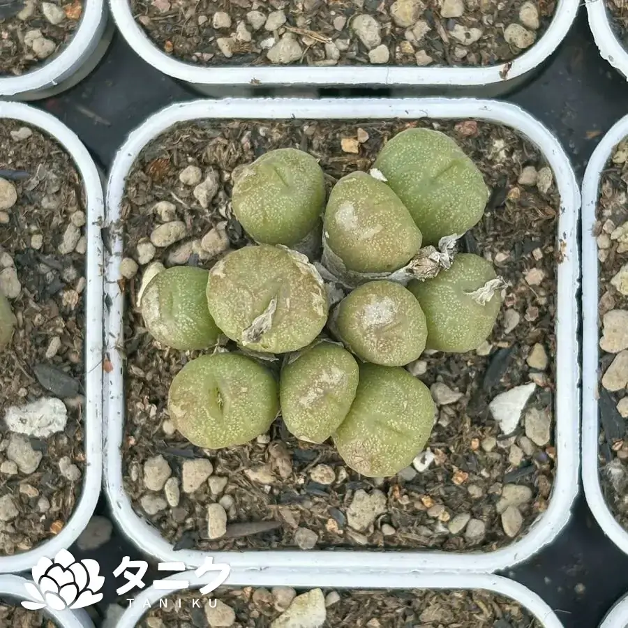 12077.webp コノフィツム・黒銅壺群生(絶滅危惧) - 画像 (1)