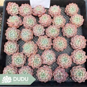タニク-多肉植物の輸出卸売、高品質で低価格な多肉植物-top succulents