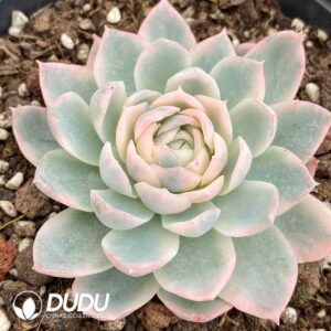 タニク-多肉植物の輸出卸売、高品質で低価格な多肉植物-top succulents
