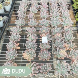タニク-多肉植物の輸出卸売、高品質で低価格な多肉植物-top succulents