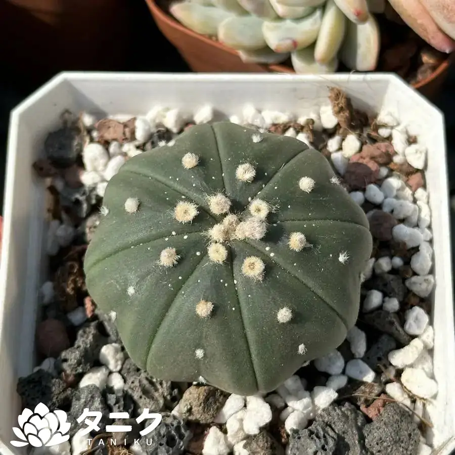 e201-129-4.webp サボテン科・瑠璃兜(絶滅危惧) - 画像 (1)