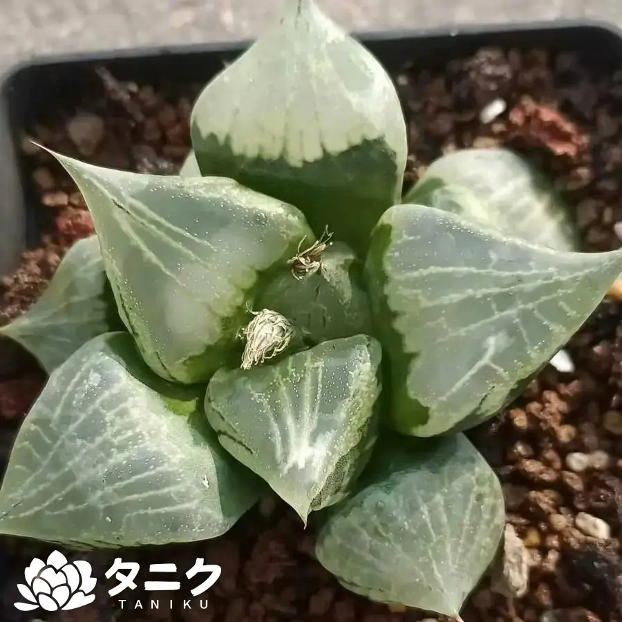 e201-166.webp ラーメン・ボーレイ - 画像 (1)