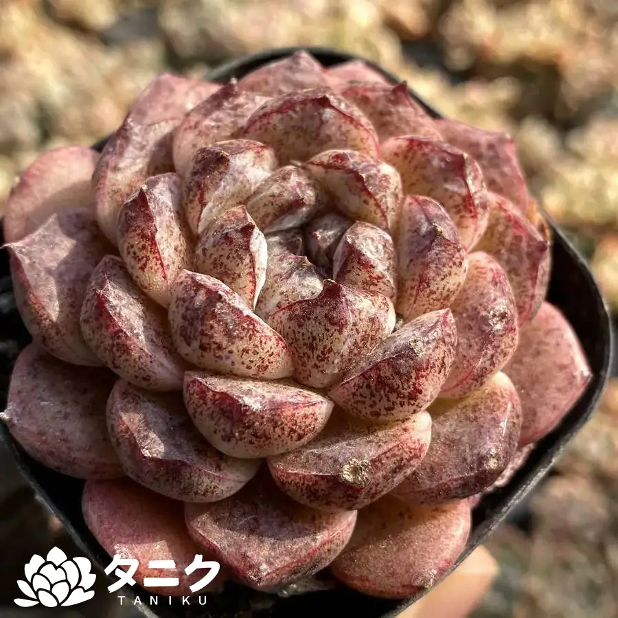 e201-17-2.webp ブラック-ビーチ - 画像 (1)