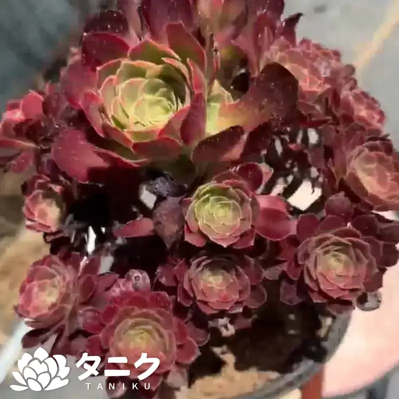 e201-209.webp アエオニウム・安娜(小)群生 - 画像 (1)