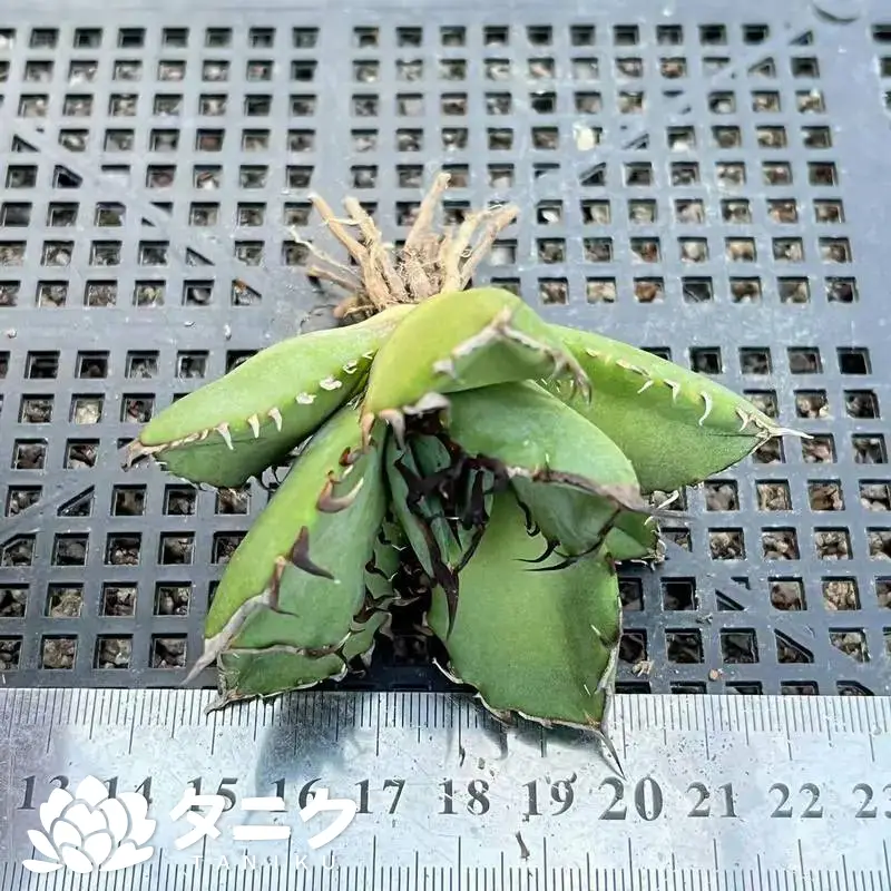 e201-221-2.webp アガベ・ブラックホエール - 画像 (1)