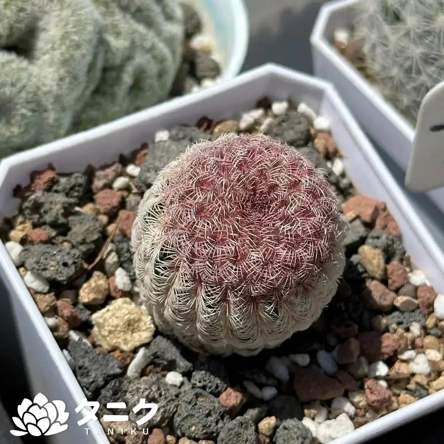 e201-25-6.webp エキノセレウス-リギディシムス - 画像 (1)