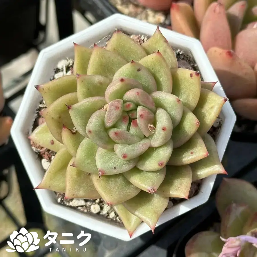 e201-281.webp スピリットフルーツ マリア - 画像 (1)