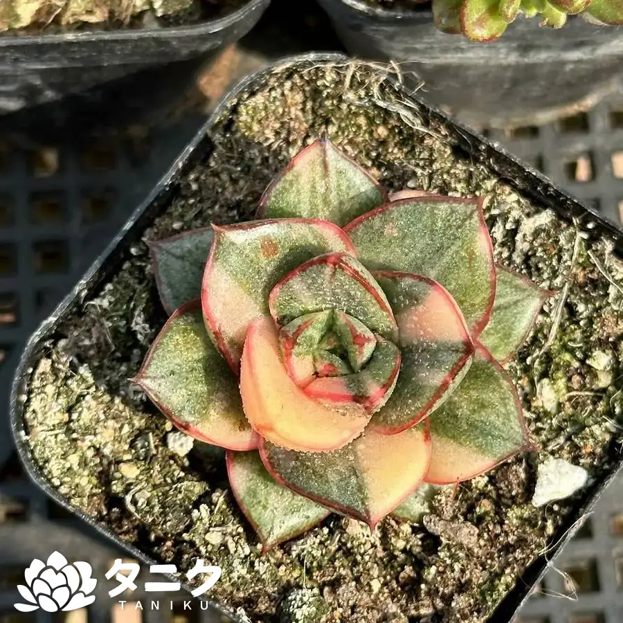 e201-316.webp エケベリア・キリンザ錦 - 画像 (1)