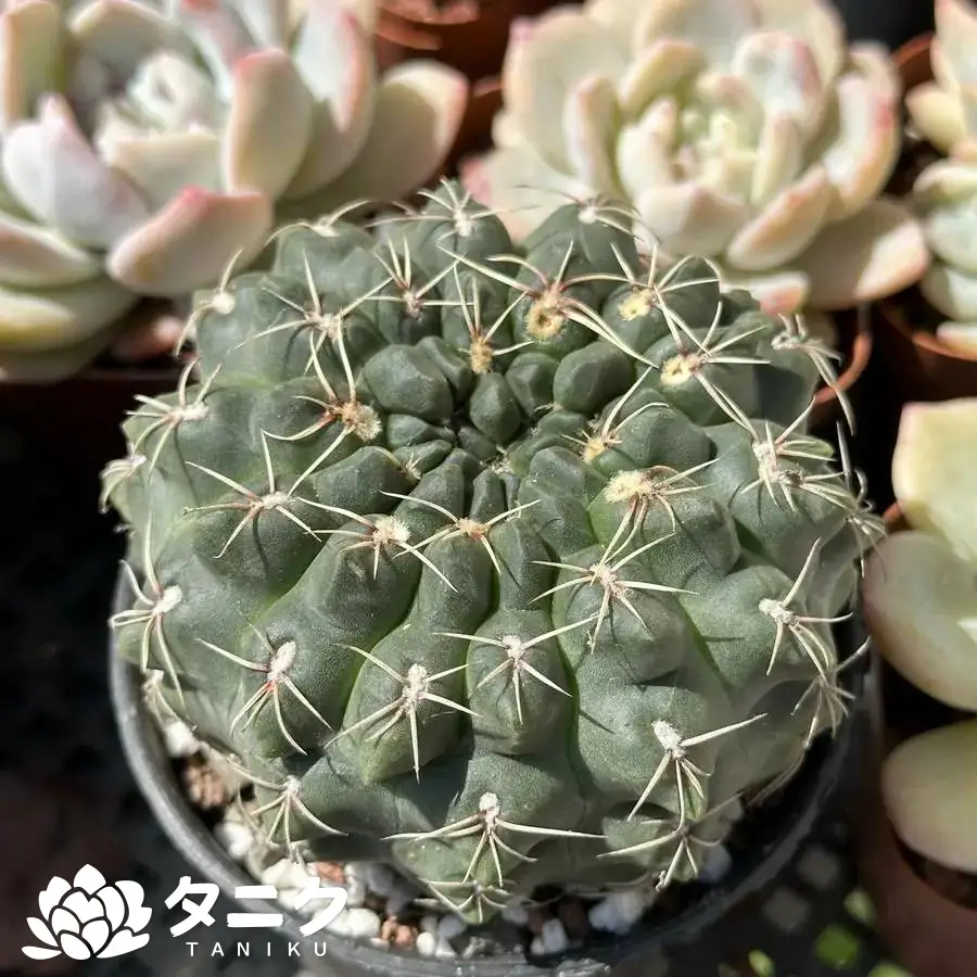 e201-36-3.webp ギムノカリキウム-バルディアナム - 画像 (1)