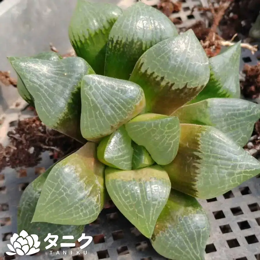 e201-4-6.webp ハオルシア-ムー-イー-カンピン - 画像 (1)