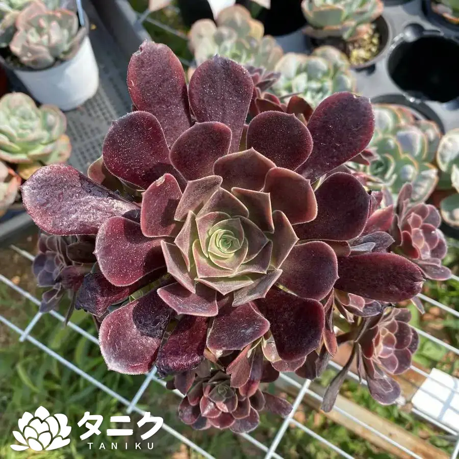 e201-59.webp アエオニウム・オージャリー群生 - 画像 (1)