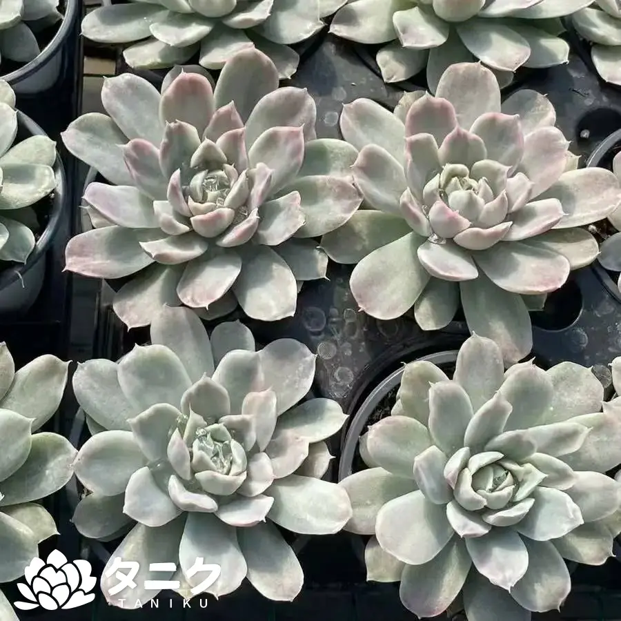 e201-78-2.webp エケベリア・シンプソン錦 - 画像 (1)