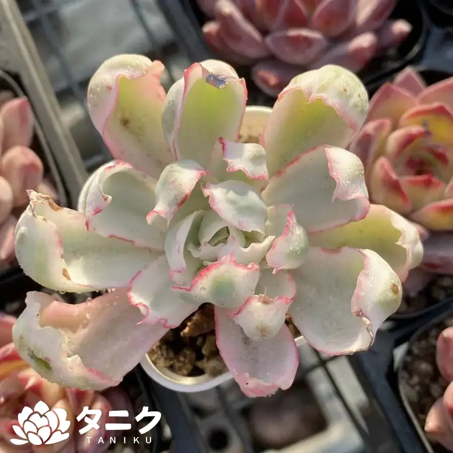 e201-90-2.webp エケベリア・バークレー錦 - 画像 (1)