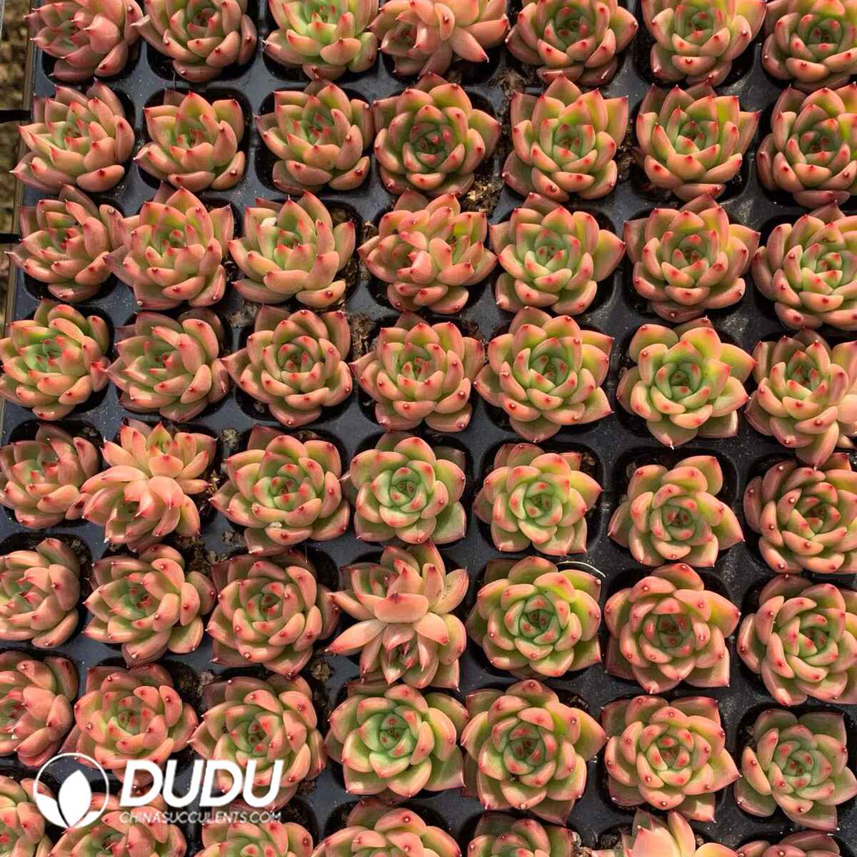 02113D30 (1) 105Pcs Echeveria Charleston Seedlings(Mix & Match 5+) - 画像 (1)