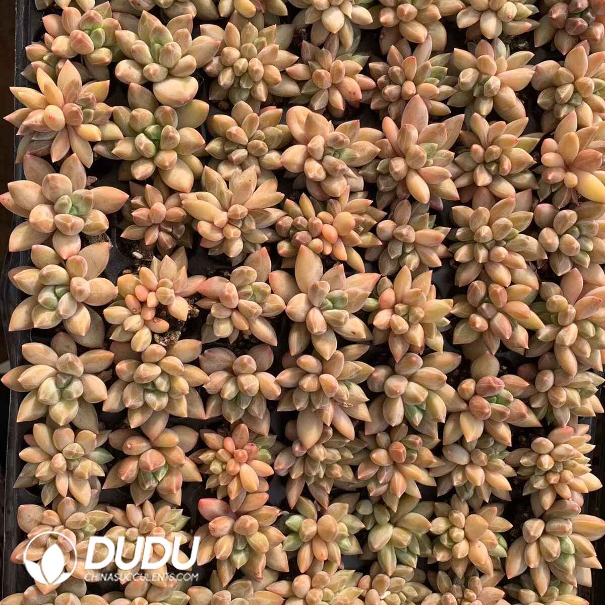 06656D30 (1) 105Pcs Pachyphytum Colorata Seedlings(Mix & Match 5+) - 画像 (1)