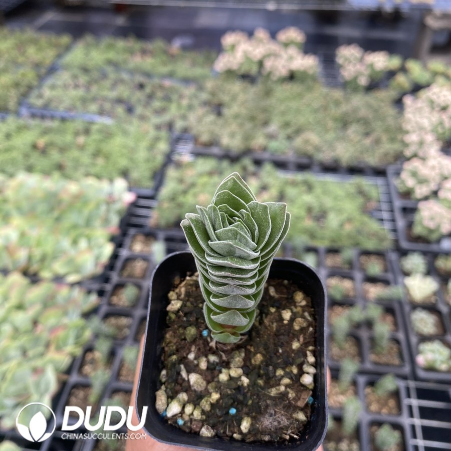 01932D55 Crassula Buddha's Temple - 画像 (1)