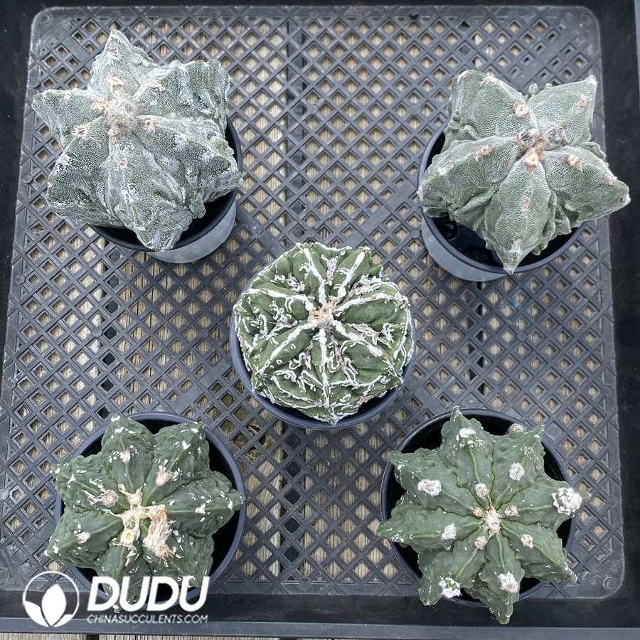 01472D70 Astrophytum myriostigma 'Fukuryu' - 画像 (1)