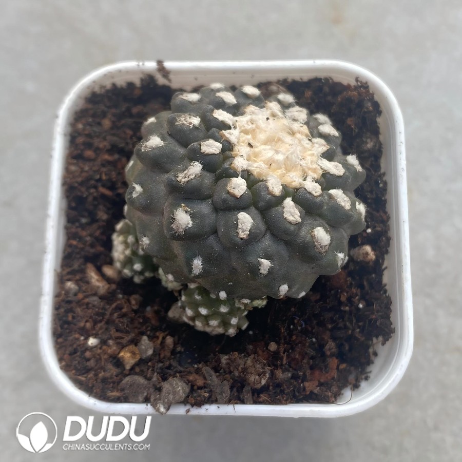 01156D60 (Rooted Cutting)Copiapoa tenuissima Clustering - 画像 (1)