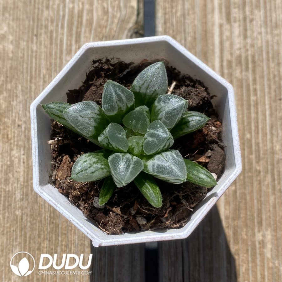 05531D60 Haworthia Aike - 画像 (1)