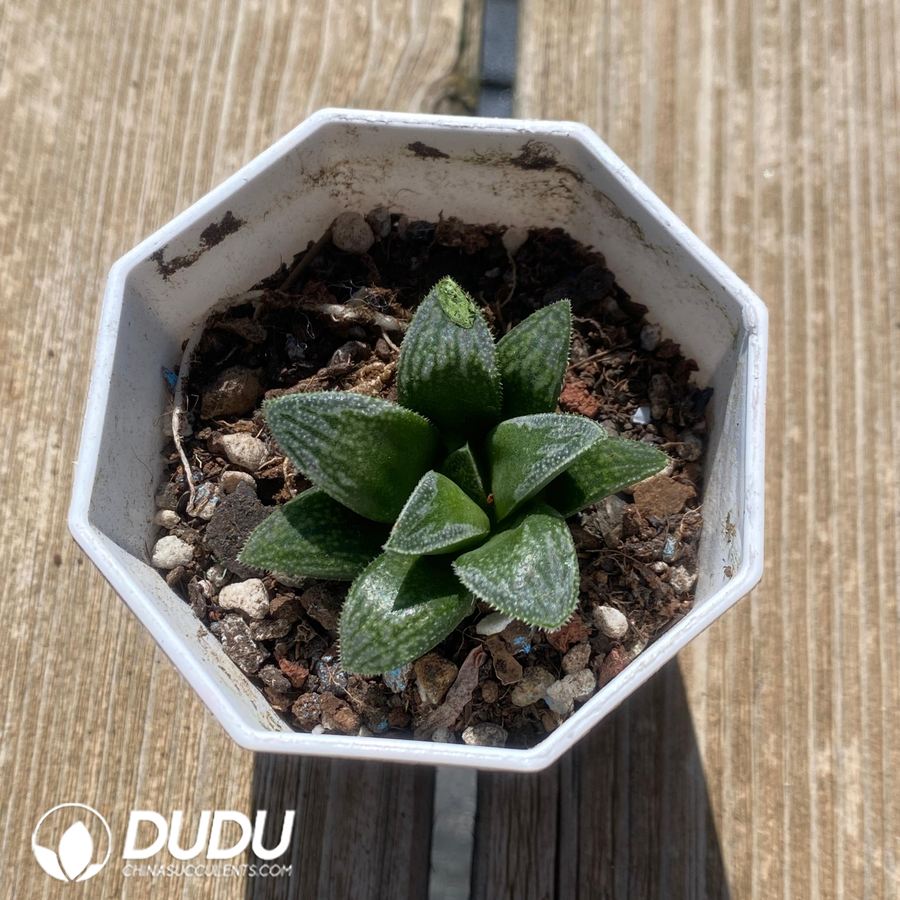 05548D60 Haworthia Dancing on Ice - 画像 (1)