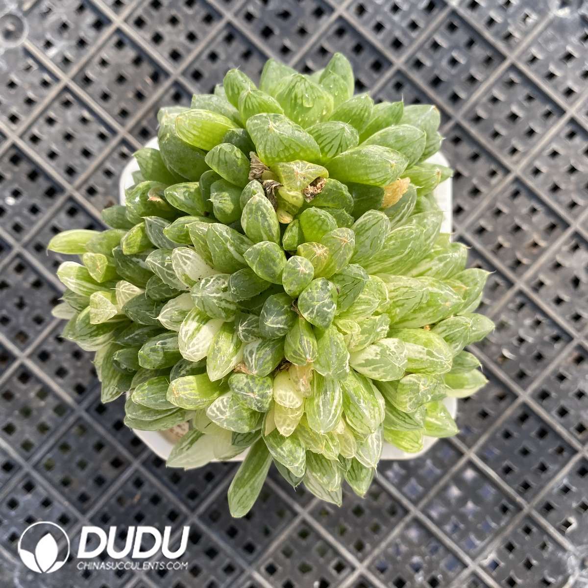 05604D60 (1) Haworthia obtusa Variegated - 画像 (1)