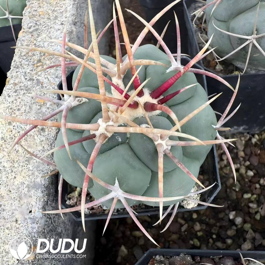 01522D40 (Seed Grown)Thelocactus hexaedrophorus Takagi Premium - 画像 (1)
