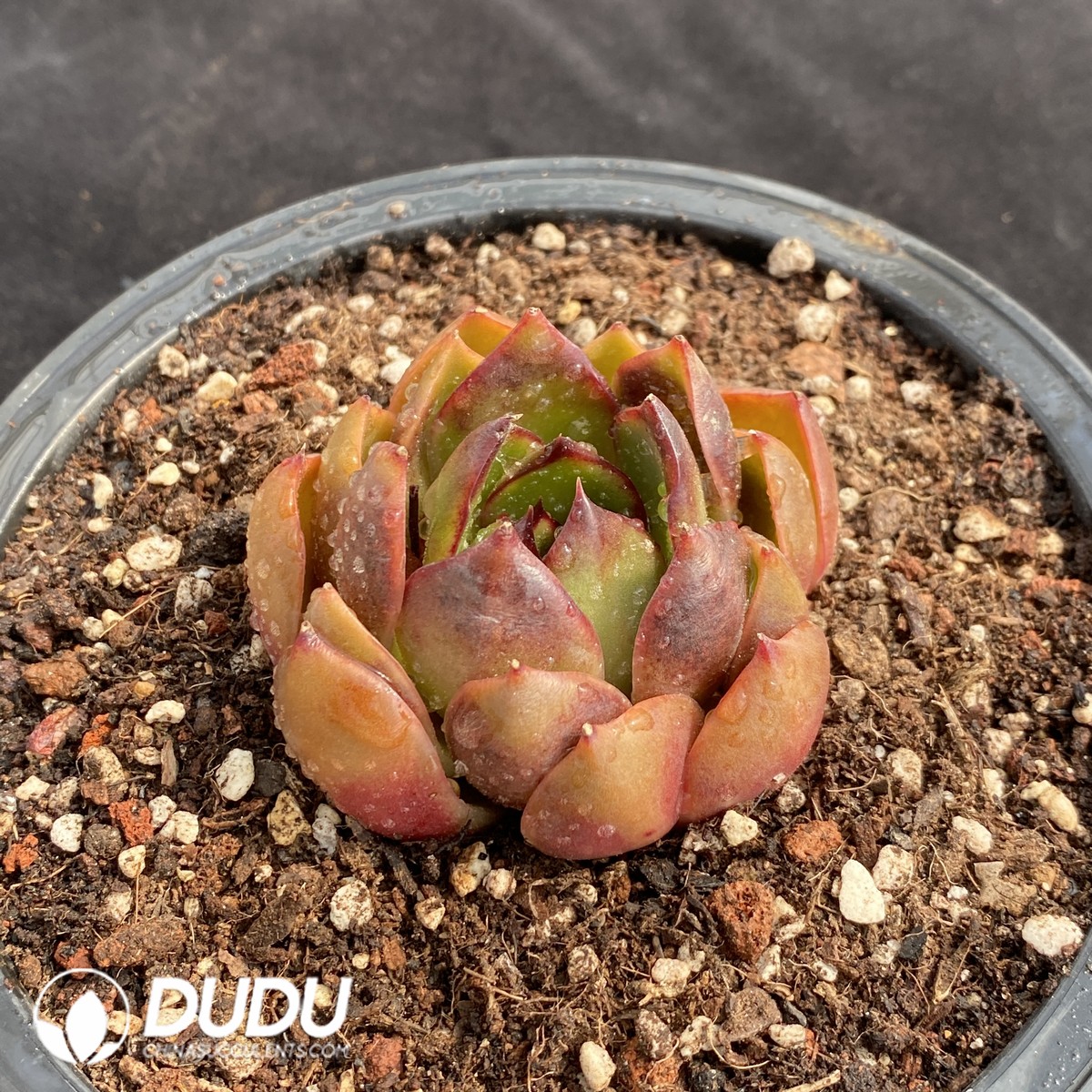 02205D70 (1) Echeveria Mountain Rose - 画像 (1)