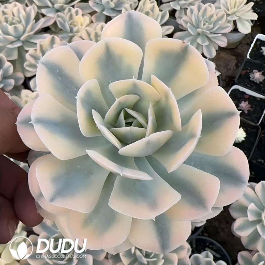 04726D90 Echeveria Runyonii Variegated - 画像 (1)