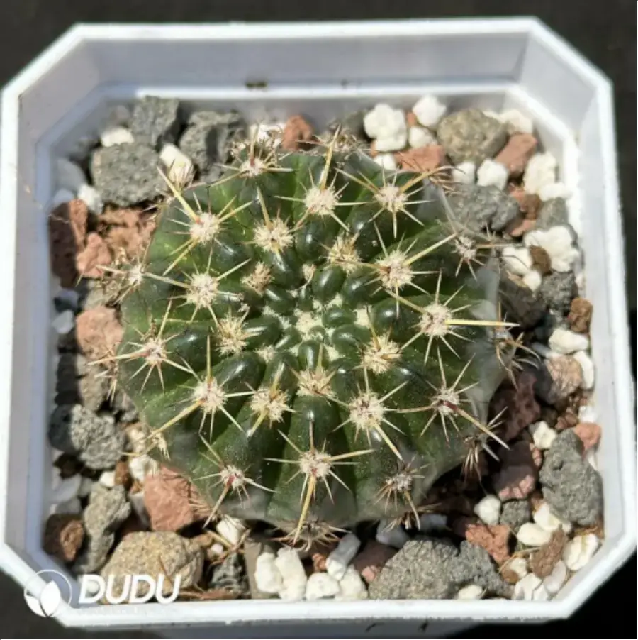 1756114001-1-2080.webp (Seed Grown)Cactus-Frailea schilinzkyana - 画像 (1)