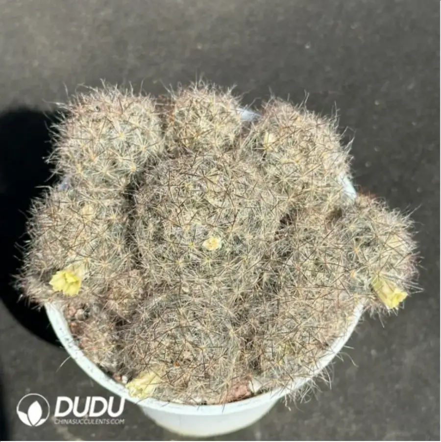 1756114026-1-2078.webp (Seed Grown)Cactus-Mammillaria prohjera - 画像 (1)