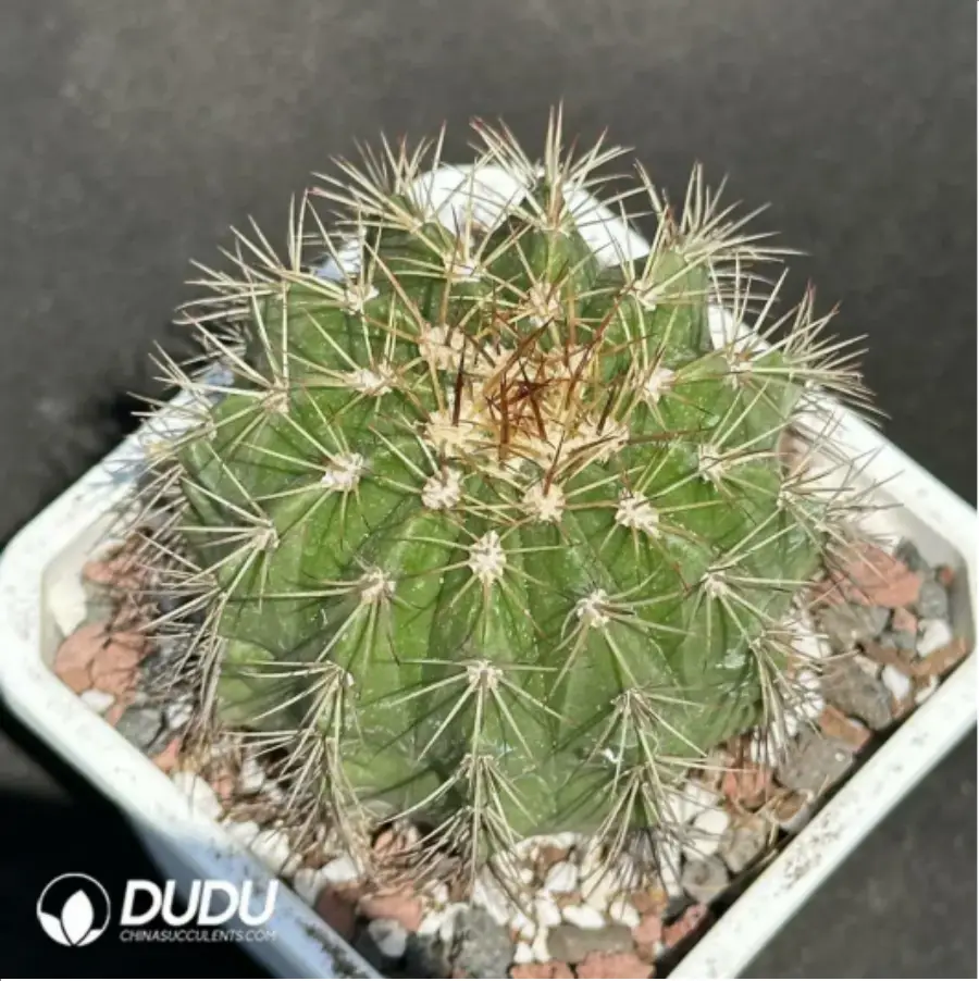 1756114050-1-2116.webp (Seed Grown)Cactus-Melo amoenus - 画像 (1)
