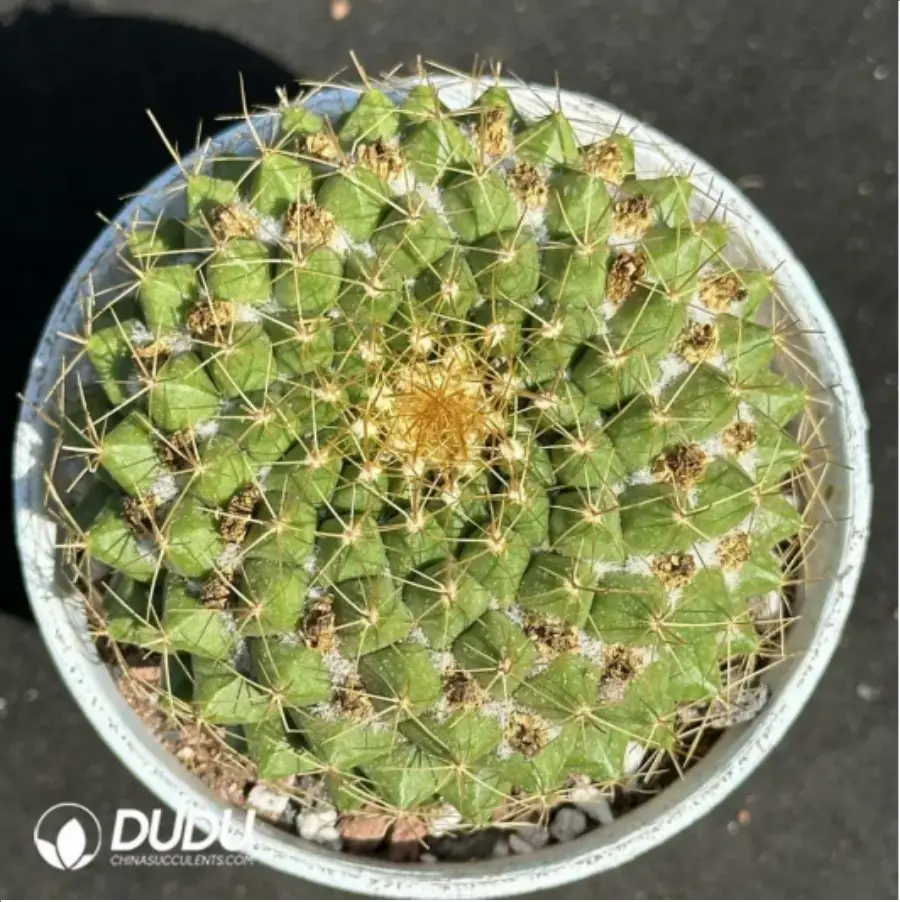 1756114062-1-2107.webp (Seed Grown)Cactus-Mammillaria marksiana Krainz - 画像 (1)