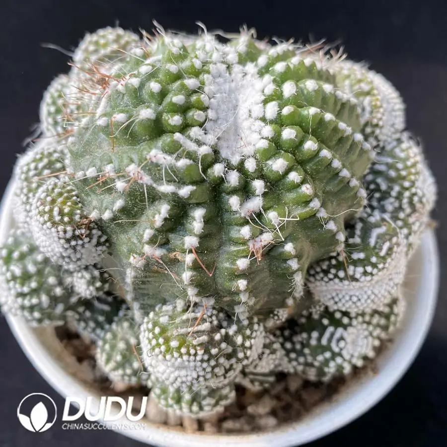 1756114077-e201-165.webp (Grafted)Cactus-Blossfeldia liliputana Werderm. Clustering - 画像 (1)