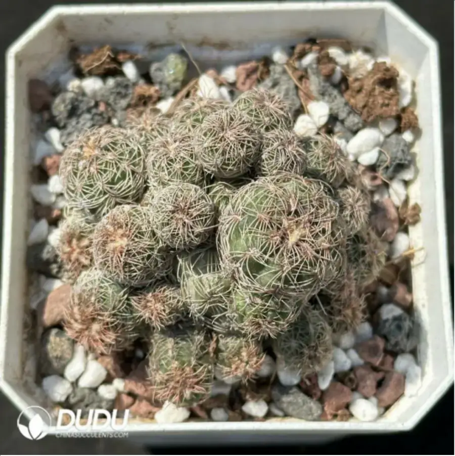 1756114080-1-2217.webp (Rooted Cutting)Cactus-Rebutia heliosa condorensis (Aylostera) Clustering - 画像 (1)