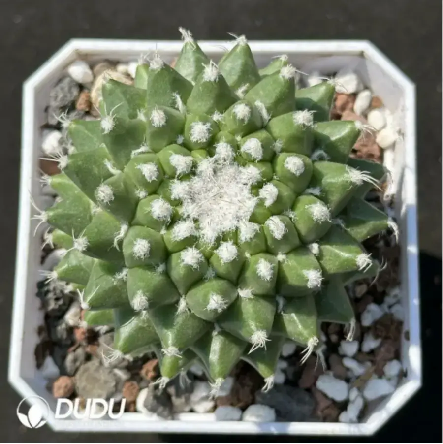 1756114082-1-2212.webp (Seed Grown)Cactus-Mammillaria vagaspina Craig - 画像 (1)