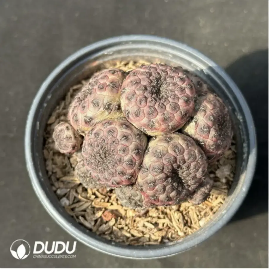 1756114087-1-2431.webp (Grafted)Cactus-Rebutia rauschii'Zecher Clustering - 画像 (1)