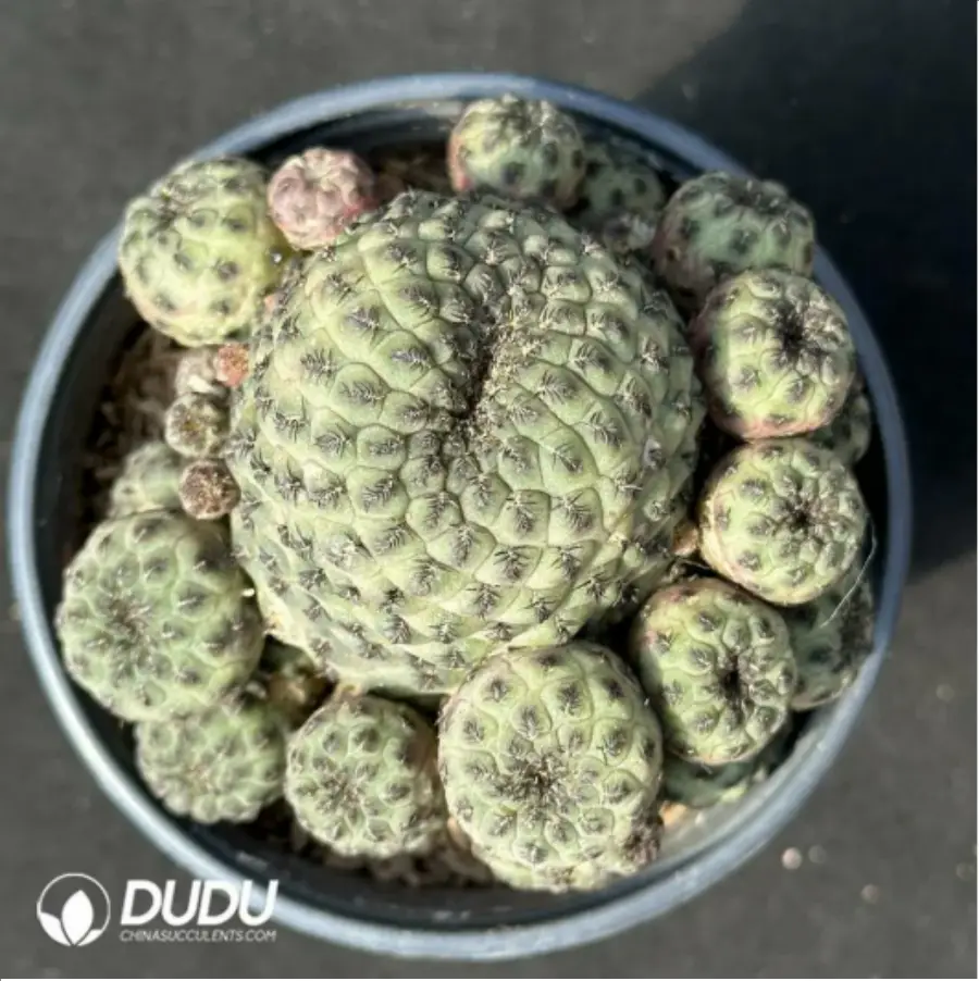 1756114218-1-2437.webp (Grafted)Cactus-Sulcorebutia rauschii f.aurespina Clustering - 画像 (1)