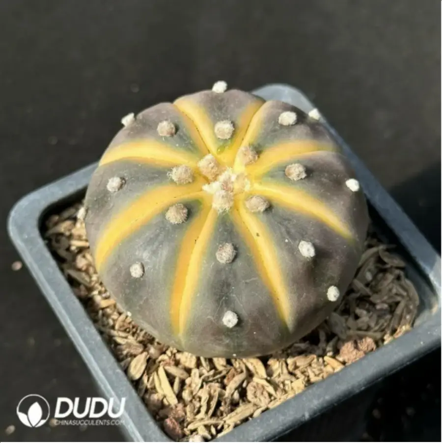 1756114236-1-2433.webp (Seed Grown)Cactus-Astrophytum asterias Variegate - 画像 (1)