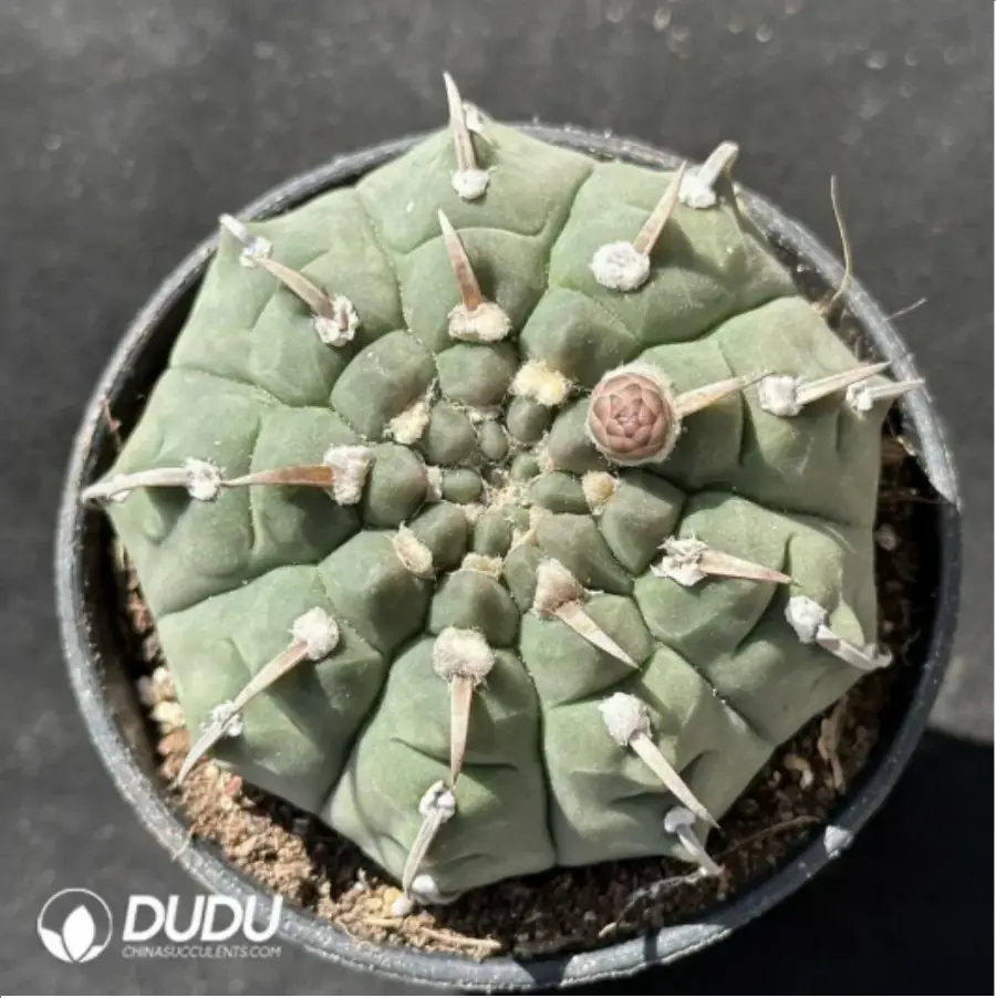1756114243-1-2320.webp (Seed Grown)Gymnocalycium ochoterenae - 画像 (1)