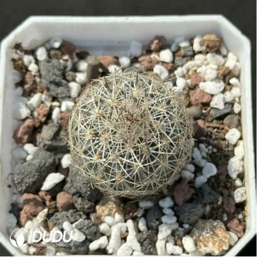 1756114288-1-2128.webp (Seed Grown)Cactus-Turbinicarpus viereckii - 画像 (1)