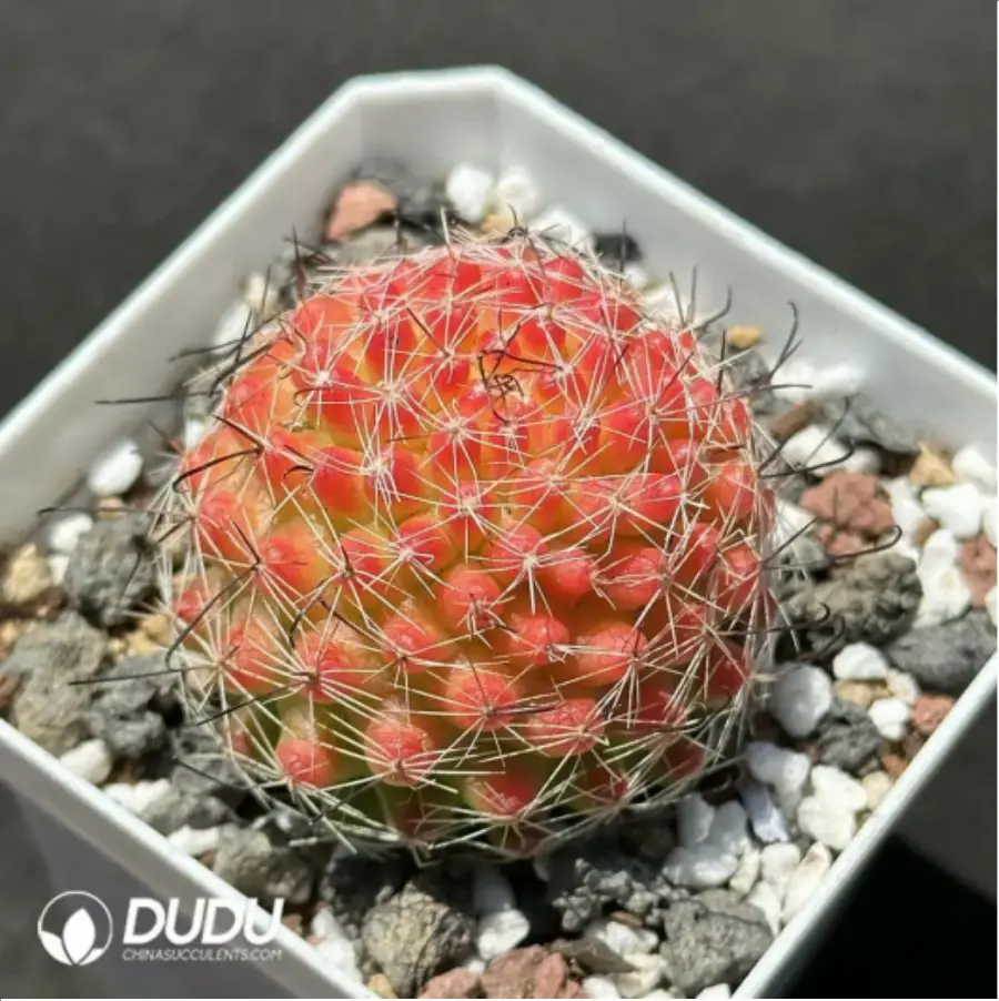 1756114296-1-2119.webp (Rooted Cutting)Cactus- Mammillaria Haw.hybr. - 画像 (1)