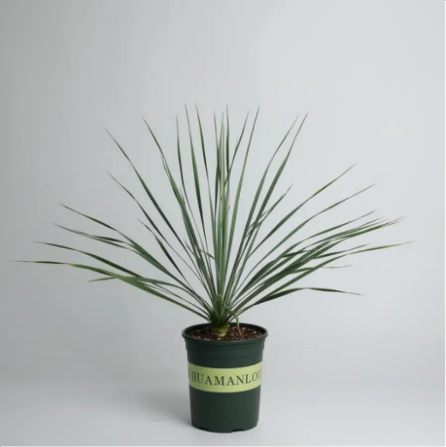 1756114318-1-2966.webp Euphorbiaceae Yucca rostrata - 画像 (1)