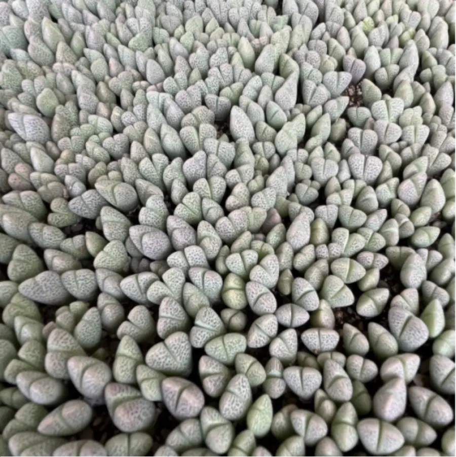 1756114334-1-2955.webp Lithops Shenfengyu - 画像 (1)