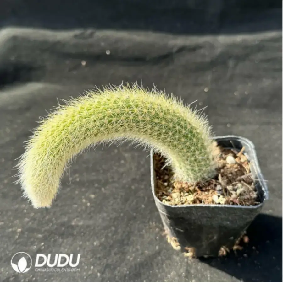1756114387-1-2459.webp CleistoCactus-winteri.Monkey Tail Cactus - 画像 (1)