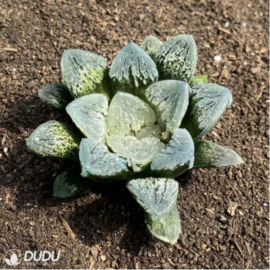 1756114624-1-2725.webp Haworthia Dancing on Ice - 画像 (1)