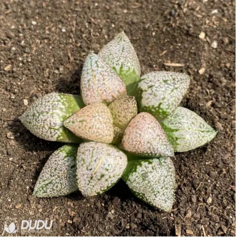1756114651-1-2709.webp Haworthia Ruby - 画像 (1)