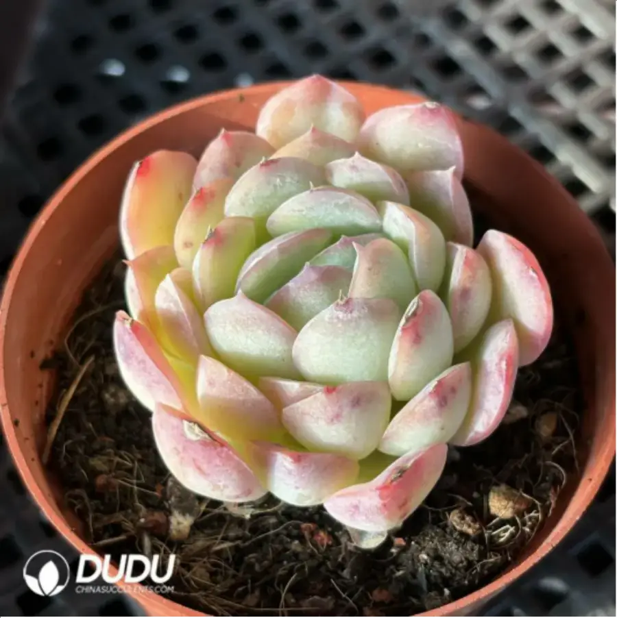 1756114675-1-2596.webp Echeveria pulidonis - 画像 (1)